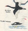 Black-Swan,-Albatross
